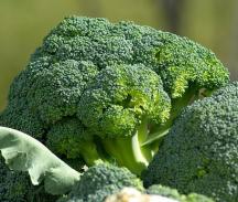 LE SOUFRE : cette haute teneur en soufre joue un rôle très important dans la structure du cheveu. C’est l’élément le plus  LE SOUFRE : cette haute teneur en soufre joue un rôle très important dans la structure du cheveu. C’est l’élément le plus